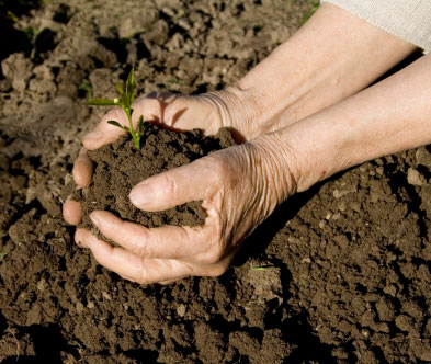 Hands planting a small seedling in rich soil, symbolizing growth and renewal.