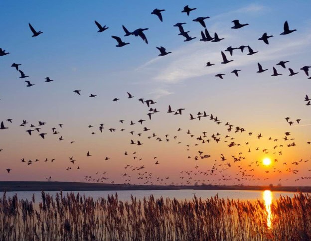 Birds flying over a lake during sunset, symbolizing cloud migration and digital transformation.