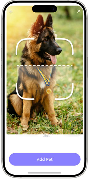 Pet recognition app capturing a dog's image with medals.